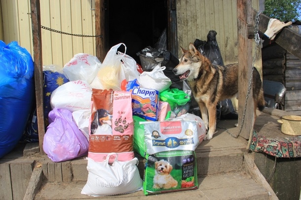 Жители Сыктывкара могут бесконтактно помочь приютам для собак и кошек