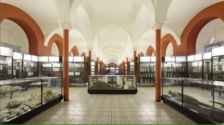 История университетских музеев за 200 лет